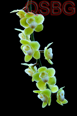 ภาพที่2 Chiloschista viridiflava Seidenf.